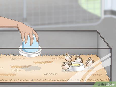 Image result for How to Brooder Quail Chicks