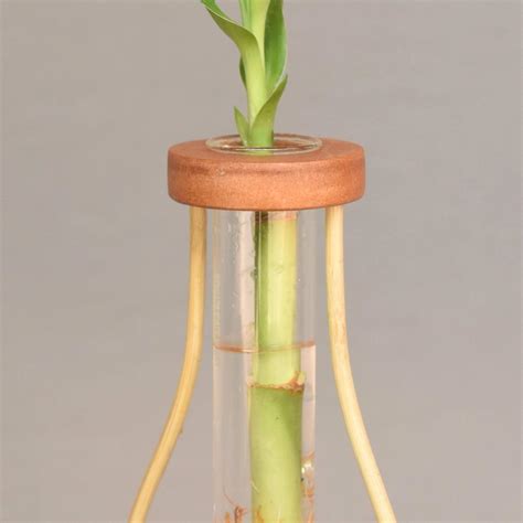 Boca Minimal Bamboo Table top test tube Planter wooden top – Storoot