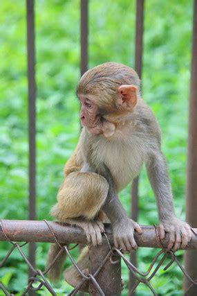 可爱的黔灵山小猴子高清图片下载_红动中国