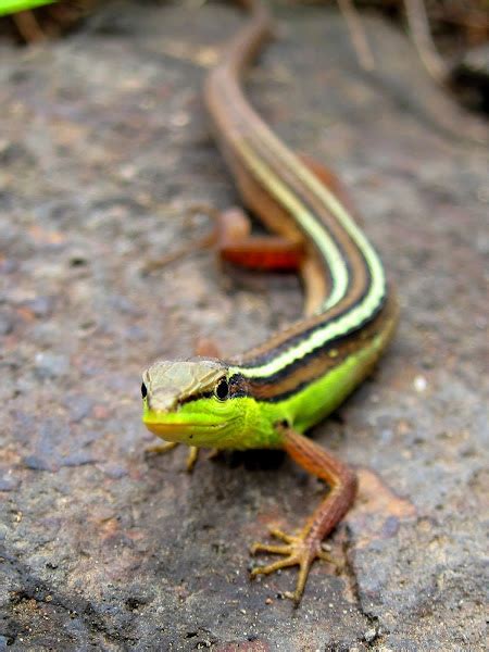 Image result for Loop 5 Times Python