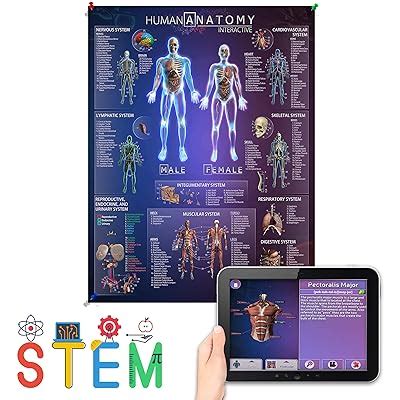 Interactive Laminated Human Anatomy Chart for Kids India | Ubuy
