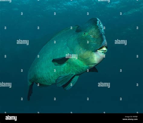 Green humphead parrotfish (Bolbometopon muricatum) in Bali Sea ...