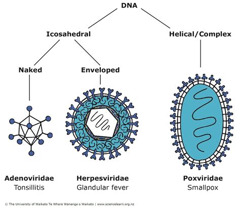 Hepatitis A Virus Diagram