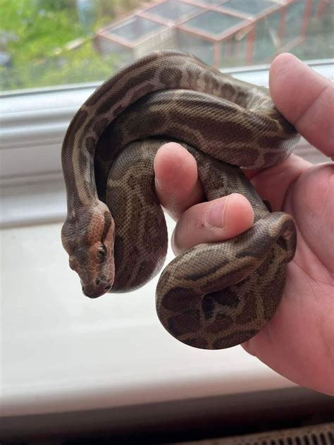 Image result for How to Care for Indian Python