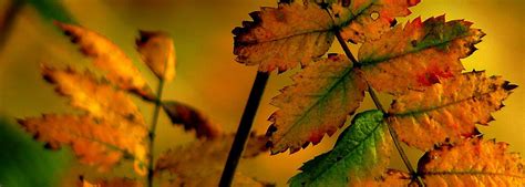 McAdams Mortuary | Paoli IN funeral home and cremation