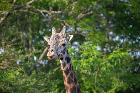 Zoo Camp - Amazing Animals, Ages 4 & 5 - Pittsburgh Zoo & Aquarium