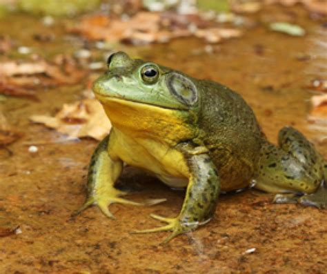 Hungry Invaders: American Bullfrogs – Wildlife Leadership Academy