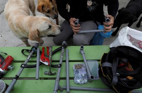 10 Pictures Show How Wheelchair Can Help Amputee Animals Move Again