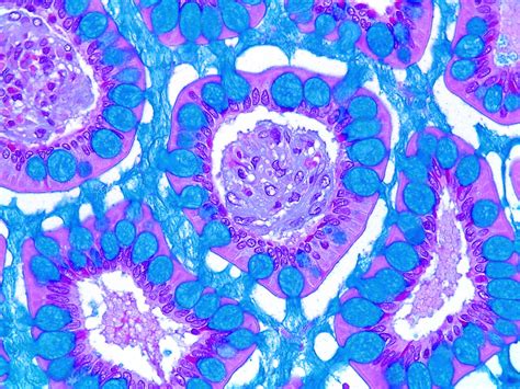 How Much Does a Histotechnologist Make? - National Society for Histotechnology