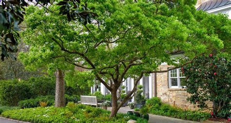 Tips For Successful Tree Planting