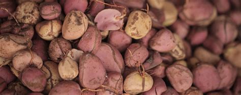 What is Kola Nut? - Kola Nut 101 Guide | Botanic Tonics