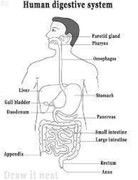 Draw the label diagram of human digestive system? List out the parts ...