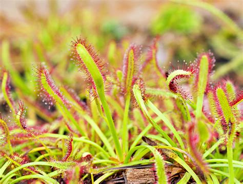 Sundew Flower