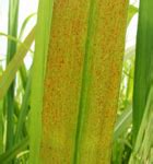 TNAU Agritech Portal :: Crop Protection