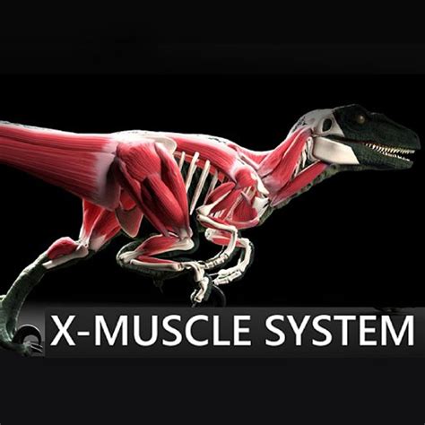 Image result for Muscle Simulator GUI