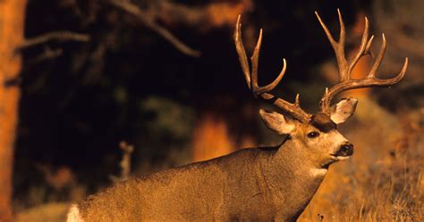 Information on the 2022 Colorado Secondary Draw // GOHUNT. The Hunting ...