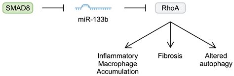 The Role of MicroRNA in the Pathogenesis of Duchenne Muscular Dystrophy
