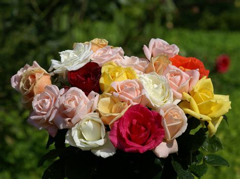 Bouqet Flowers: 24 Inspirational Most Beautiful Rose Bouquet
