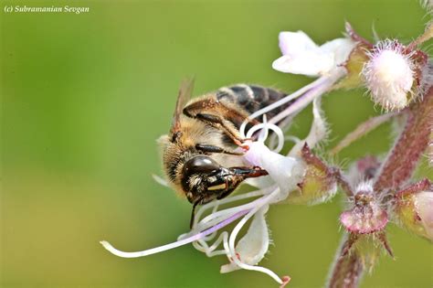 World Bee Day- 20 May