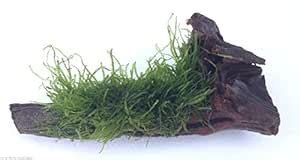 Aquarium Plants - Stringy Mosses : Amazon.in: Garden & Outdoors