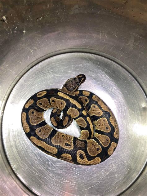 Image result for My First Ball Python