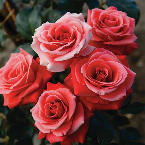 Red Rose Varieties: 23 Beautiful Types of Red Rose