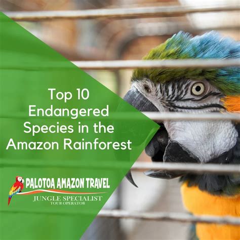 Largest Animals in the Amazon: Amazon's Giants - Palotoa Amazon