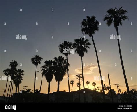A beautiful view of palm trees at sunset in the local neighborhood in ...