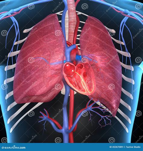 Lungs And Heart