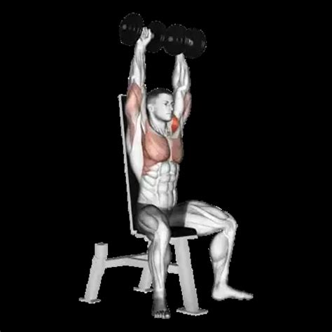 Image result for Handstand Push-Up Muscles Worked
