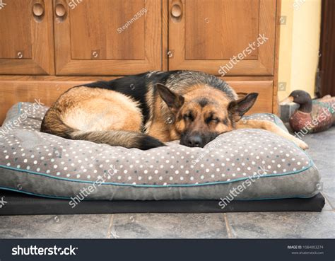 シェパード:319,333点を超えるロイヤリティフリーでライセンス可能な写真素材 | Shutterstock