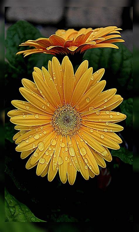 4K Daisy Wallpapers HD - App on Amazon Appstore