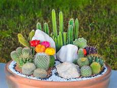 vasi per cactus un idea per i regali di natale vasi architettura e vasi per cactus un idea per i regali di natale vasi architettura e