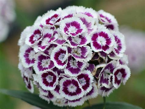 When do Sweet Williams Flower? - Primrose Garden Club | Expert Tips ...