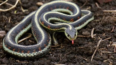 Meet the garter snake: The backyard hunter with the shortest lifespan
