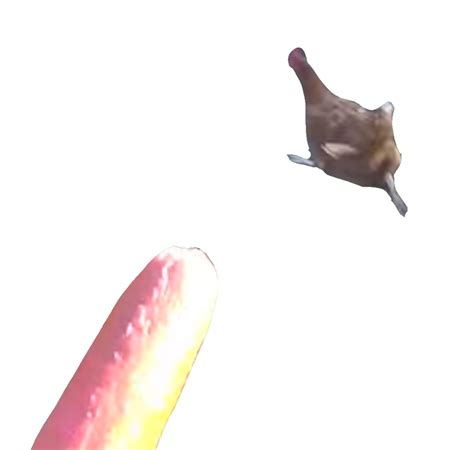 HowToBasic Chicken Reaction 的图像结果