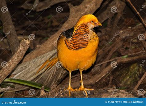 Yellow Golden Pheasants
