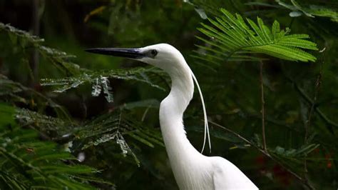 Will Jharkhand’s Udhwa Bird Sanctuary get the prestigious Ramsar Site ...