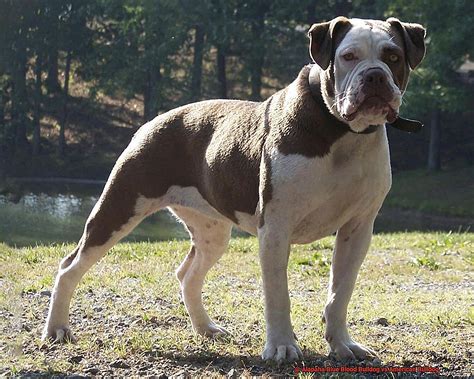 Alapaha Blue Blood Bulldog vs American Bulldog? – Allfrbulldogs.com