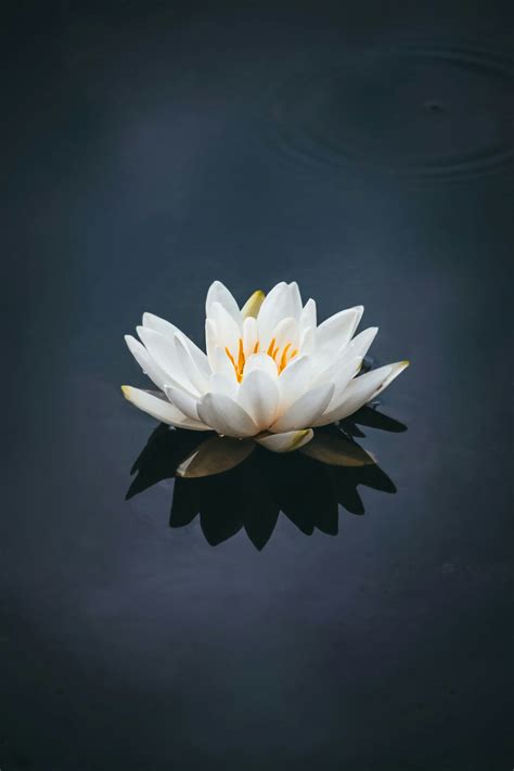 White lotus flower in bloom photo – Free Lake Image on Unsplash