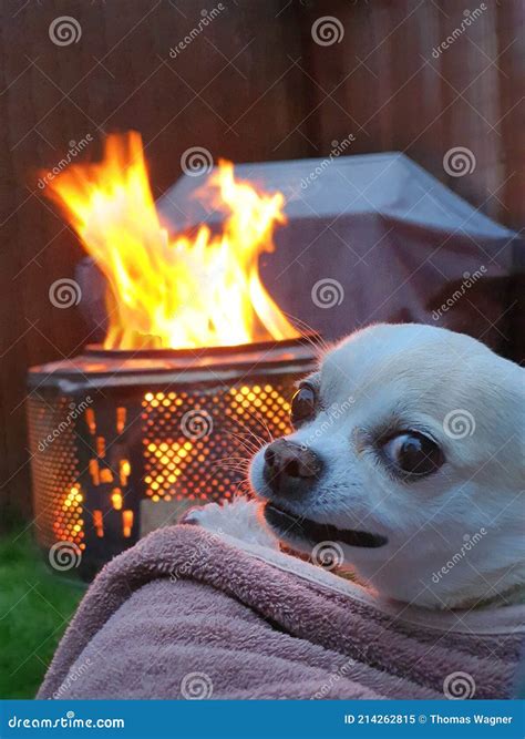 Image result for Exploding Chihuahua