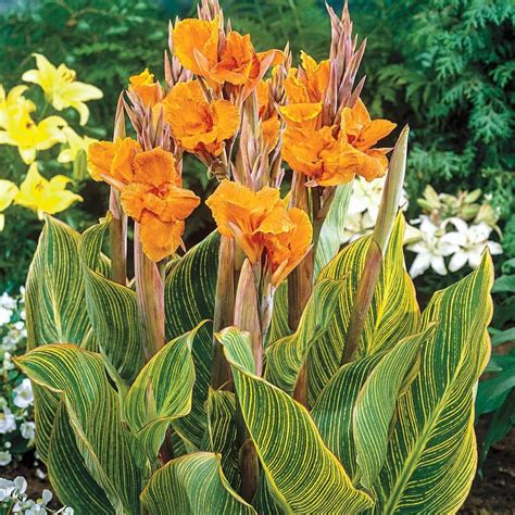 Pretoria Canna Lily Bulbs - Perennial Canna Lily, Australia | Ubuy