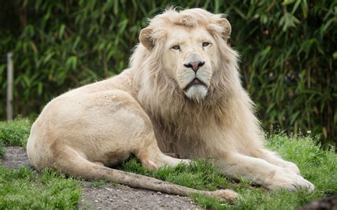 [100+] White Lion Wallpapers | Wallpapers.com