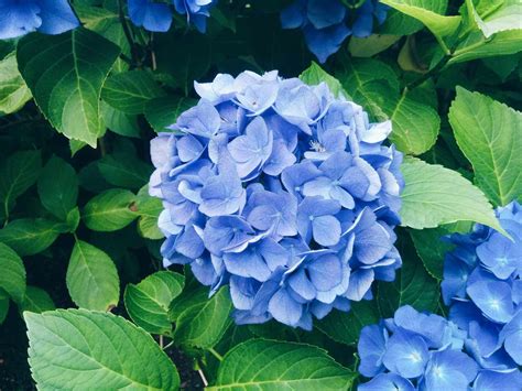 how long do hydrangeas bloom - Larrea | Restaurant in Las Vegas, NV