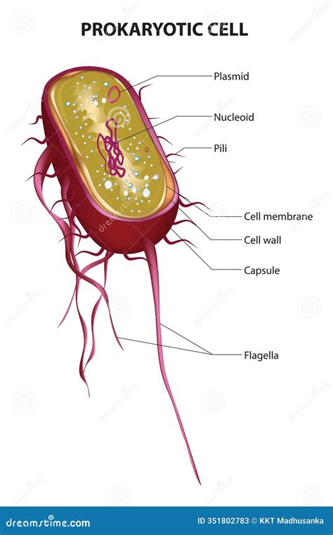 Prokaryotic cell stock vector. Illustration of whip - 351802783