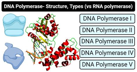 Image result for DNA Polymerase Function