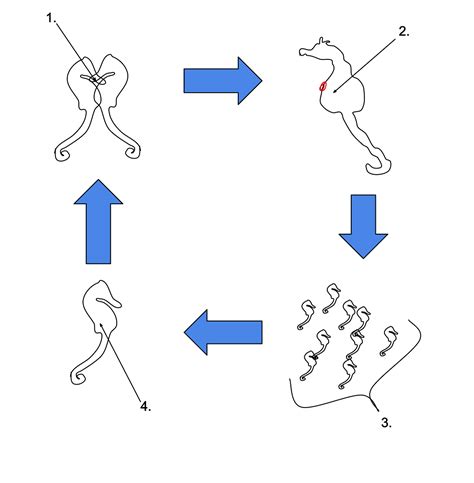Archivo: Seahorse Life Cycle