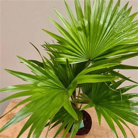Livistona rotundifolia - Footstool Palm Plant - Online Plants Cart