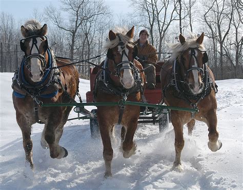 Looking for FAMILY FUN this weekend? Horse and Carriage Rides at ...
