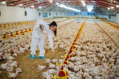 Small Commercial Chicken Processing 的图像结果